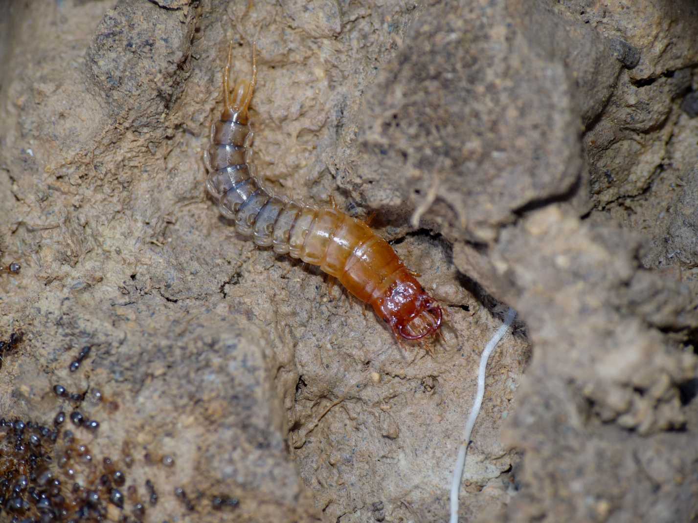 larva di Carabidae con formiche Plagiolepis: Pterostichus sp